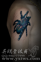 蜘蛛纹身